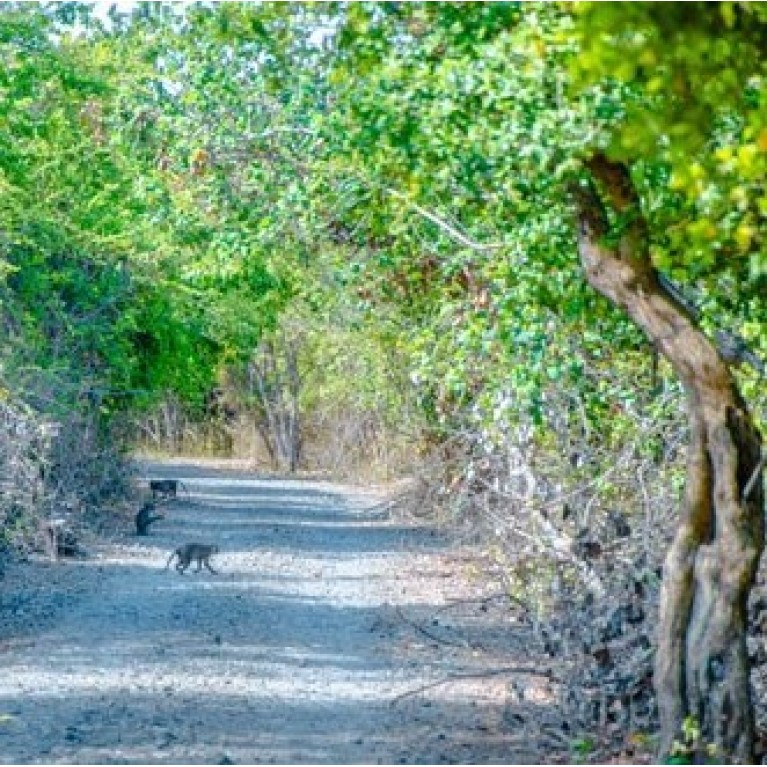 Jungle trekking