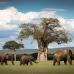 Petualangan di Tanzania 6H5M