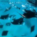  komodo Tour with share fast boat (Full day)
